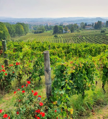 La Gironda vignes